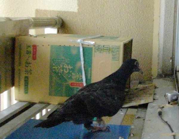 kqỉ摜ł