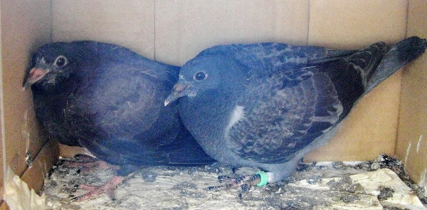 kqỉ摜ł