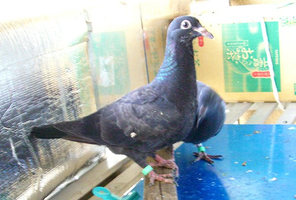 kqỉ摜ł