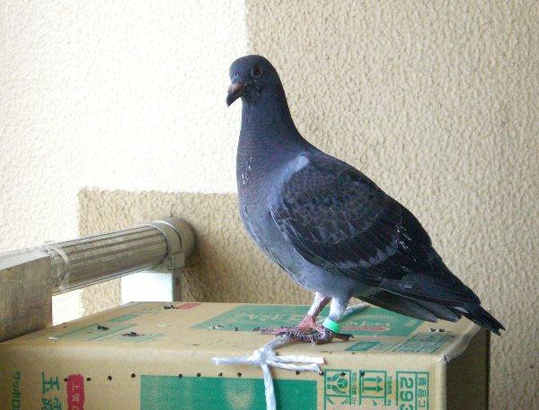 kqỉ摜ł
