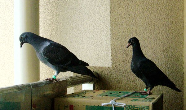 kqỉ摜ł