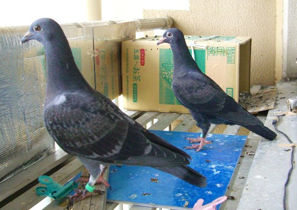 kqỉ摜ł