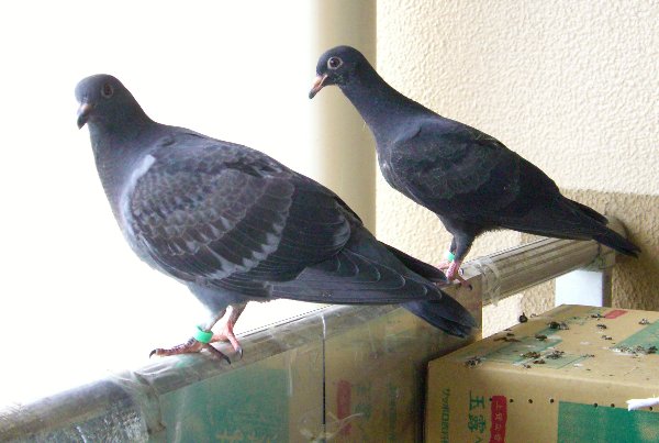 kqỉ摜ł