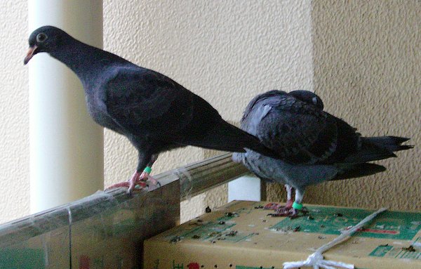 kqỉ摜ł
