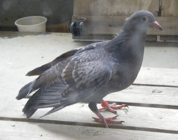 쑤qỉ摜ł
