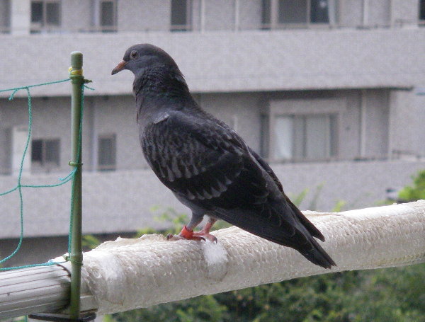 쑤qỉ摜ł