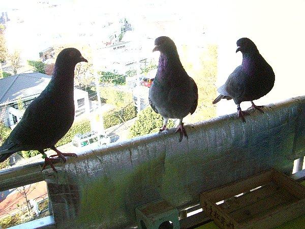 eƃ|[[X^[Q̉摜ł