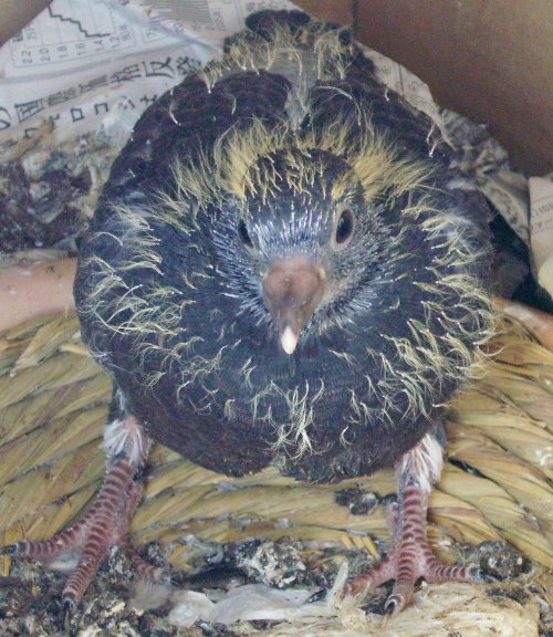 qỉ摜ł