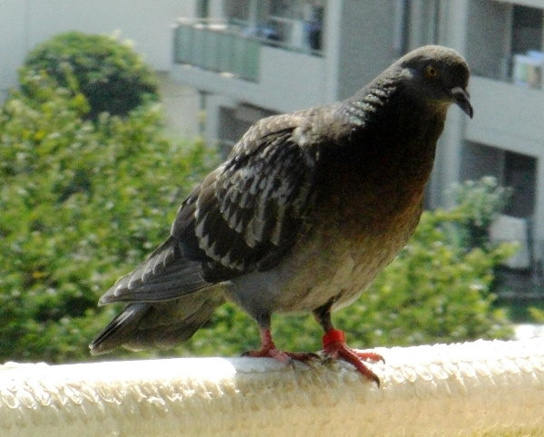 P炢̃TUNXP̉摜