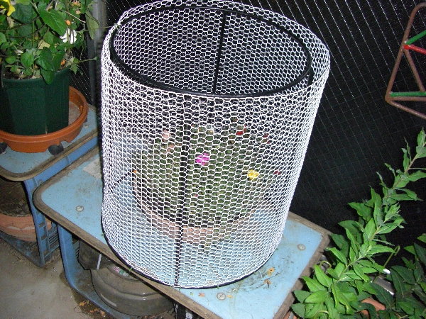 �}�c�o�{�^������ꂽ�摜�ł�