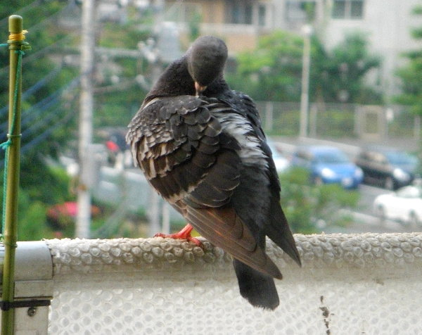 HÂ낢sXPƎv锵̉摜