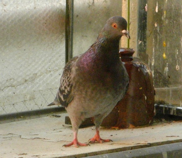 ȕɍڂsXP̉摜