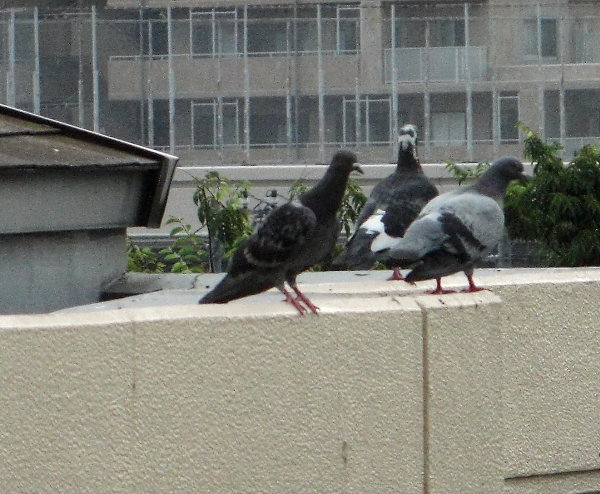 sXP̉摜ł