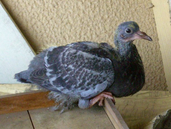 ヒナ鳥の画像です ヒナ鳥の画像です