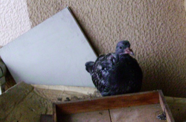 ごまだら模様の鳩ヒナの画像です ごまだら模様の鳩ヒナの画像です