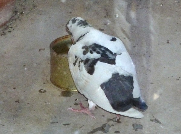 Q̉摜ł