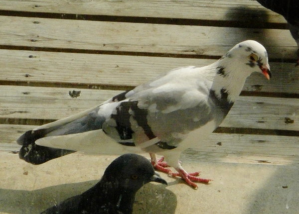 ̉摜ł