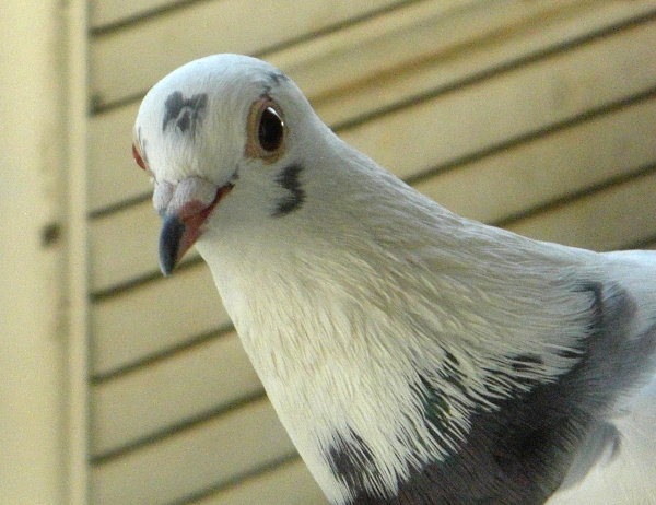 ̉摜ł