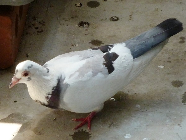 ̉摜ł