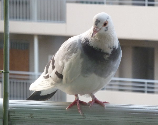 ̉摜ł