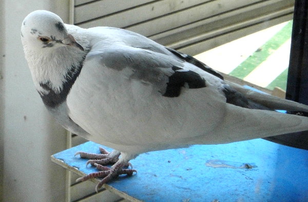 ̉摜ł
