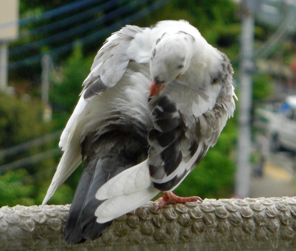 HÂ낢锒̉摜ł