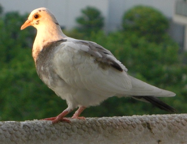 𗁂т锒̉摜ł