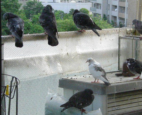 낢Ȕ̉摜ł