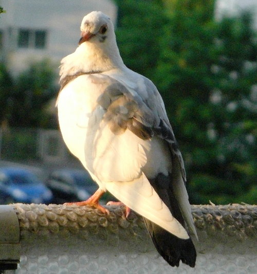 ̉摜ł
