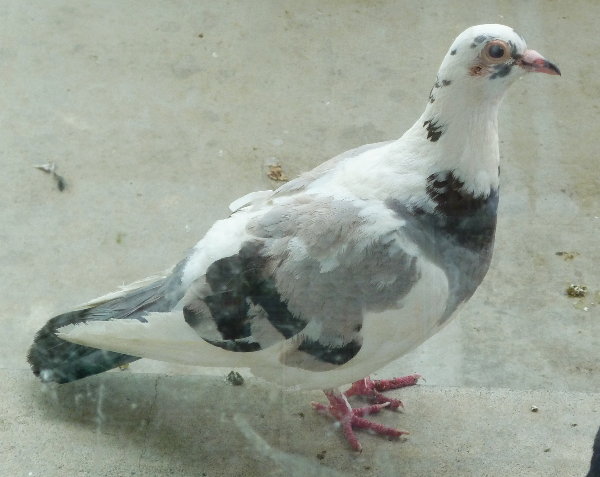 ̉摜ł