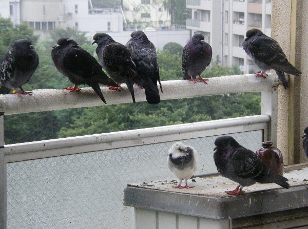 ̌Qɍ锒̉摜