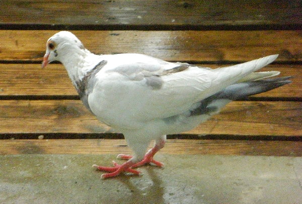 J̓̔̉摜