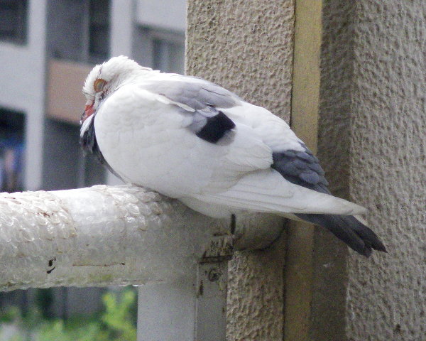 肷̏ɏオ锒̉摜