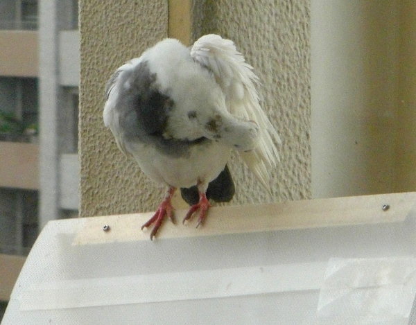 HÂ낢锒̉摜