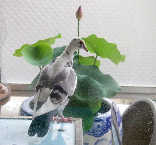 @̉ԂƔ̉摜ł