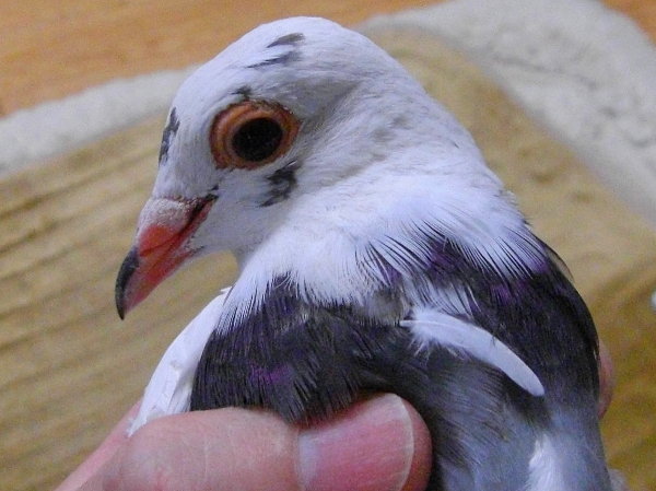 ̊̉摜ł
