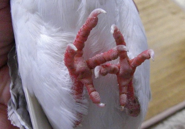̑̉摜ł