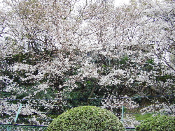 ԋ猩_c쉈̍摜